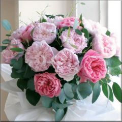 View Lily Hay's Memorial - Click Here